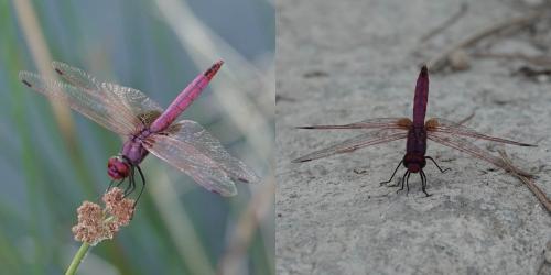 Trithemis annulata